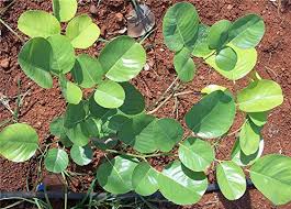 Red Sandalwood Plants